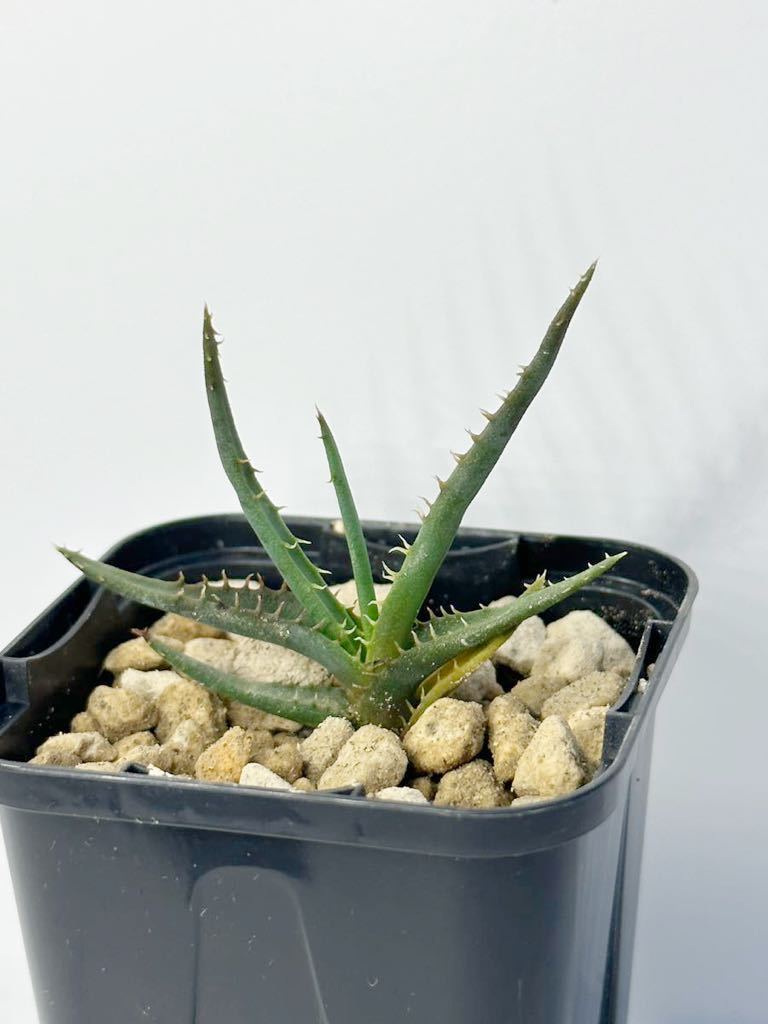 Aloe calcairophila アロエ カルカイロフィラ マダガスカル原産 小型アロエ 抜き苗は送料込◎アロエ原種の画像1