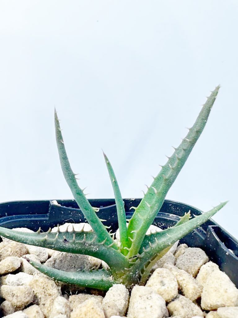 Aloe calcairophila アロエ カルカイロフィラ マダガスカル原産 小型アロエ 抜き苗は送料込◎アロエ原種の画像7