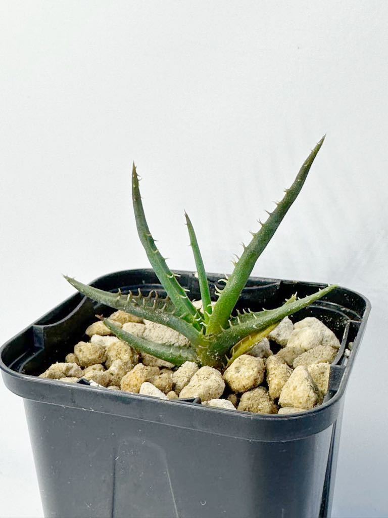 Aloe calcairophila アロエ カルカイロフィラ マダガスカル原産 小型アロエ 抜き苗は送料込◎アロエ原種の画像4