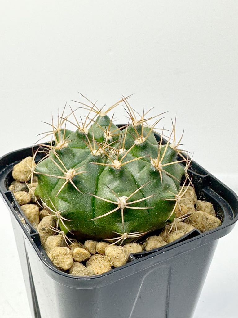 ギムノカリキウム ダムシー麗蛇丸gymnocalycium damsii 実生株 メキシコ原産 抜き苗送料無料 検ギムノ サボテン_画像1