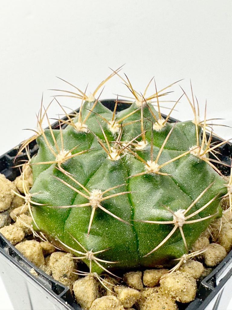 ギムノカリキウム ダムシー麗蛇丸gymnocalycium damsii 実生株 メキシコ原産 抜き苗送料無料 検ギムノ サボテン_画像3