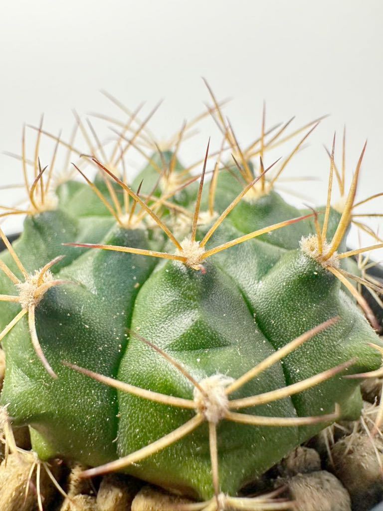 ギムノカリキウム ダムシー麗蛇丸gymnocalycium damsii 実生株 メキシコ原産 抜き苗送料無料 検ギムノ サボテン_画像5