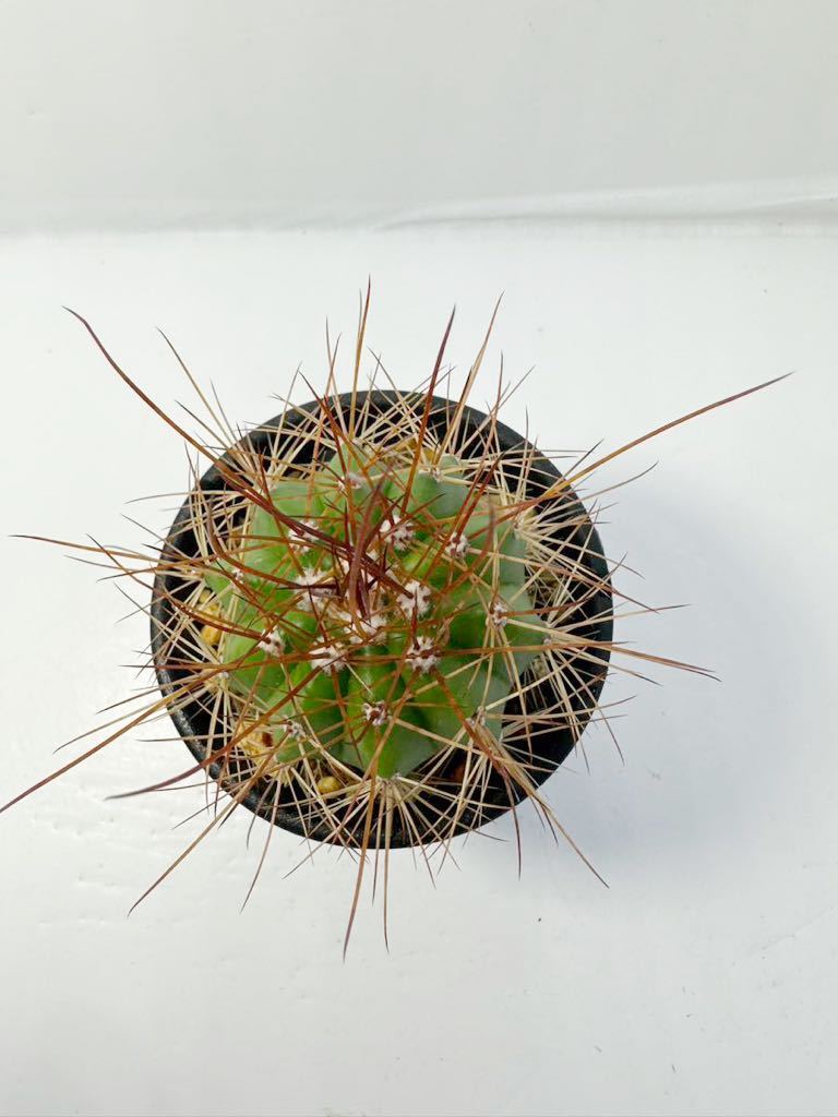 Melocactus ernestii var. longispinus メロカクタス　長刺ロンギスピナ 送料込 実生株 ブラジル原産 抜き苗送料無料 選抜美株　長刺_画像3