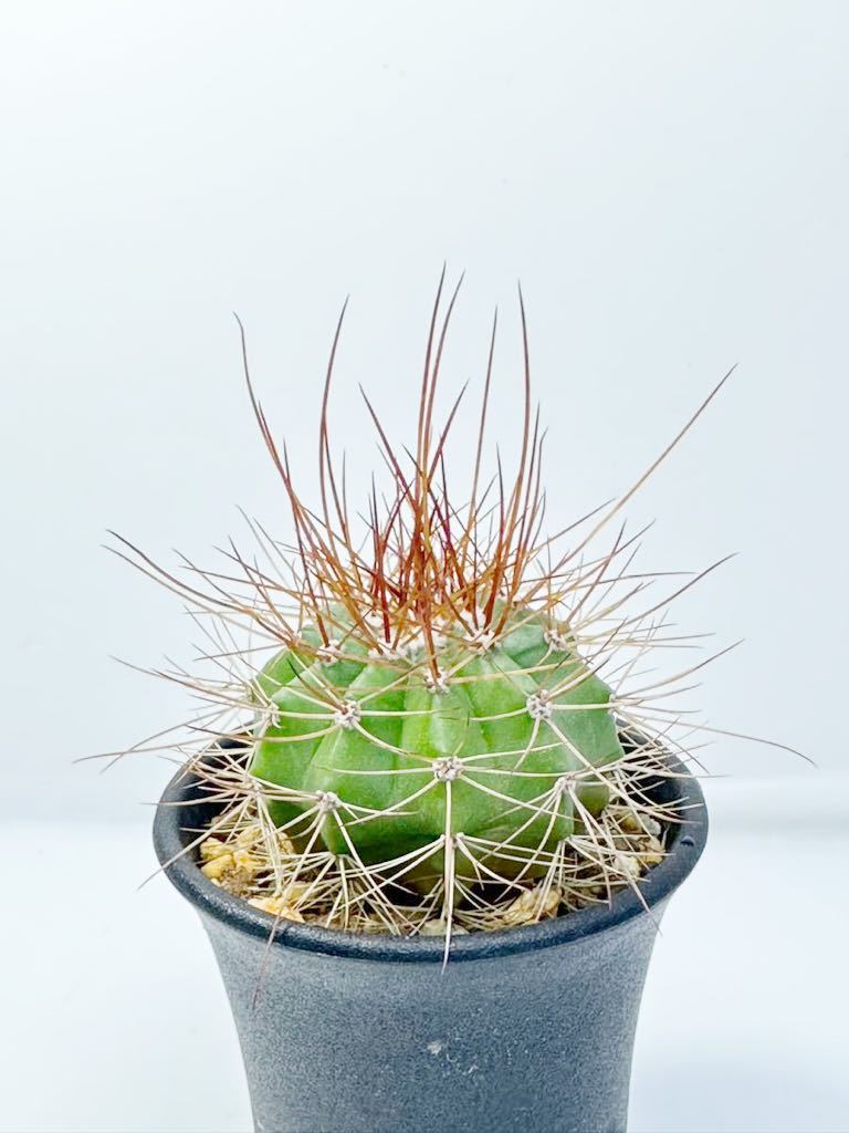 Melocactus ernestii var. longispinus メロカクタス　長刺ロンギスピナ 送料込 実生株 ブラジル原産 抜き苗送料無料 選抜美株　長刺_画像6