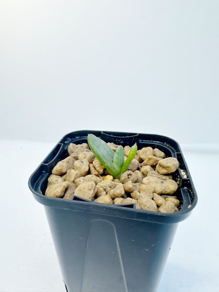 稀産種　Aloe krapohliana var.dumoulinii アロエ クラポリアナ 変種 デュモウリニー アフリカダイアモンドエリア原産　実生　希少種_画像5