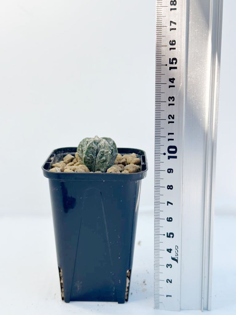 Astrophytum myriostigma　アストロフィツム　複隆ランポー　複隆鸞鳳玉　ランポー玉 選抜株　実生 レア　抜き苗は送料込 サボテン 希少_画像7