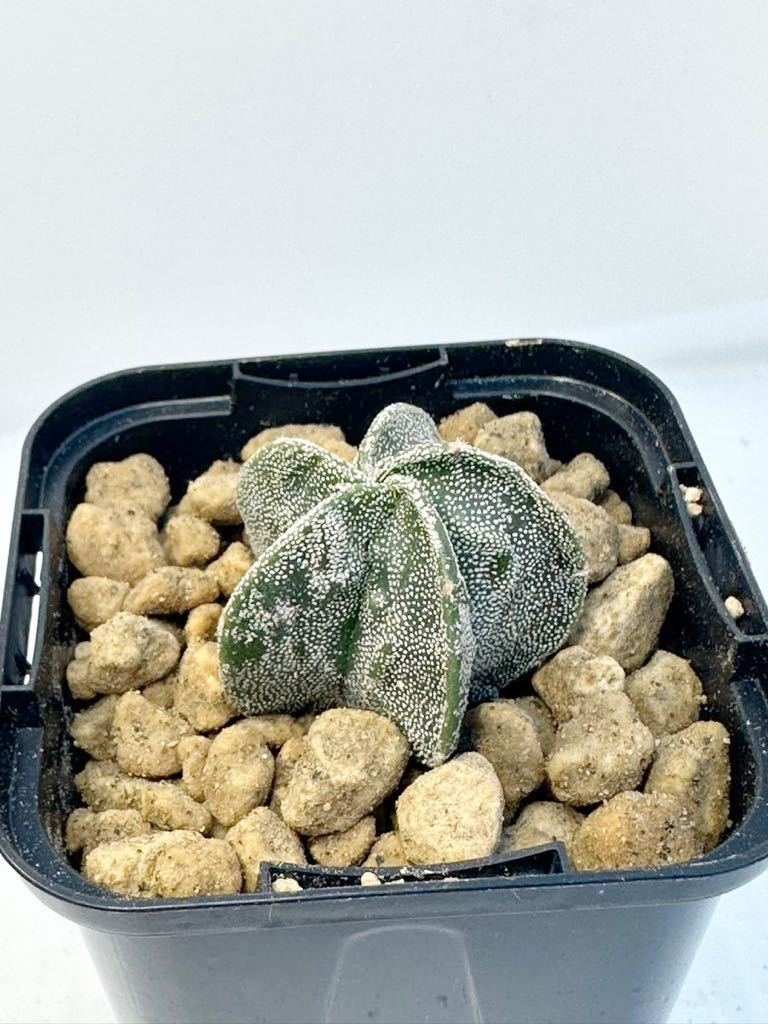 Astrophytum myriostigma アストロフィツム 複隆ランポー 複隆鸞鳳玉 ランポー玉 選抜株 実生 レア 抜き苗は送料込 サボテンの画像5