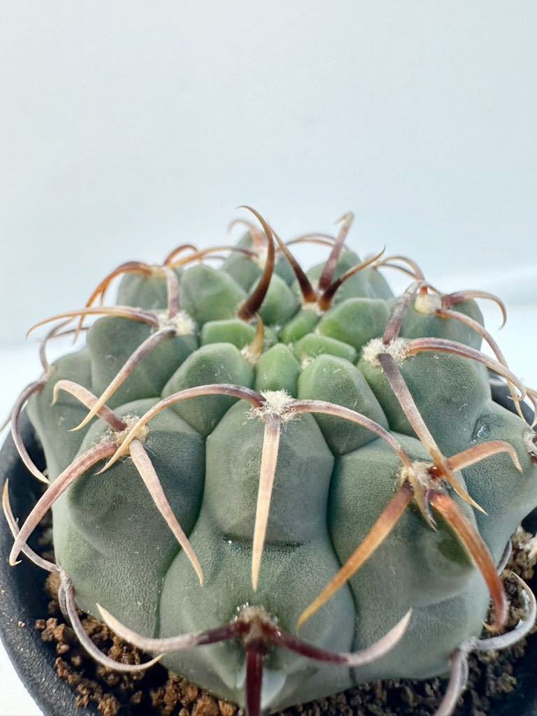 Gymnocalycium vatteri ギムノカリキュウム スーパーバッテリー 実生株 南米原産 抜き苗は送料込◎サボテン 多肉 実生 曲太刺_画像3