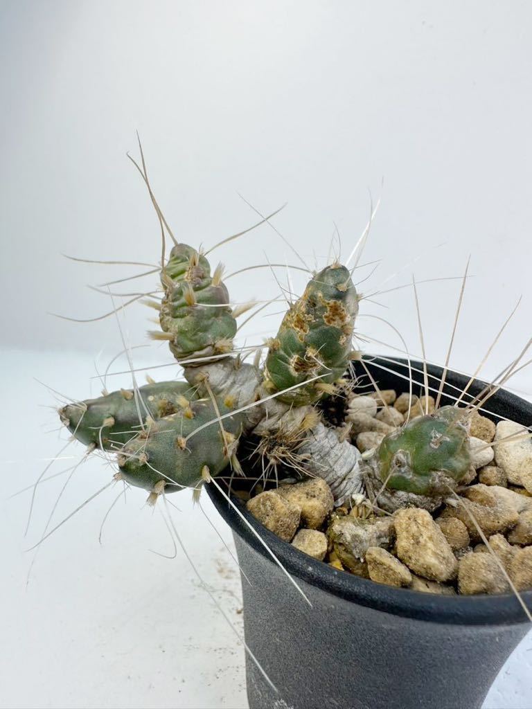 テフロカクタス ボリビエンシス (インカの兵帽) Tephrocactus boliviensis 多肉植物 サボテン 輸入株　抜き苗は送料込_画像2