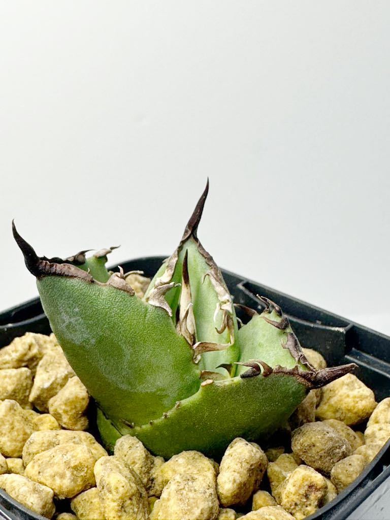 アガベ チタノタ Agave titanota FO-076 EU 太葉太刺輸入株 fat spin compact 発根済 メキシコ原産 抜き苗送料無料 検s.a.dシーザー 白鯨_画像2