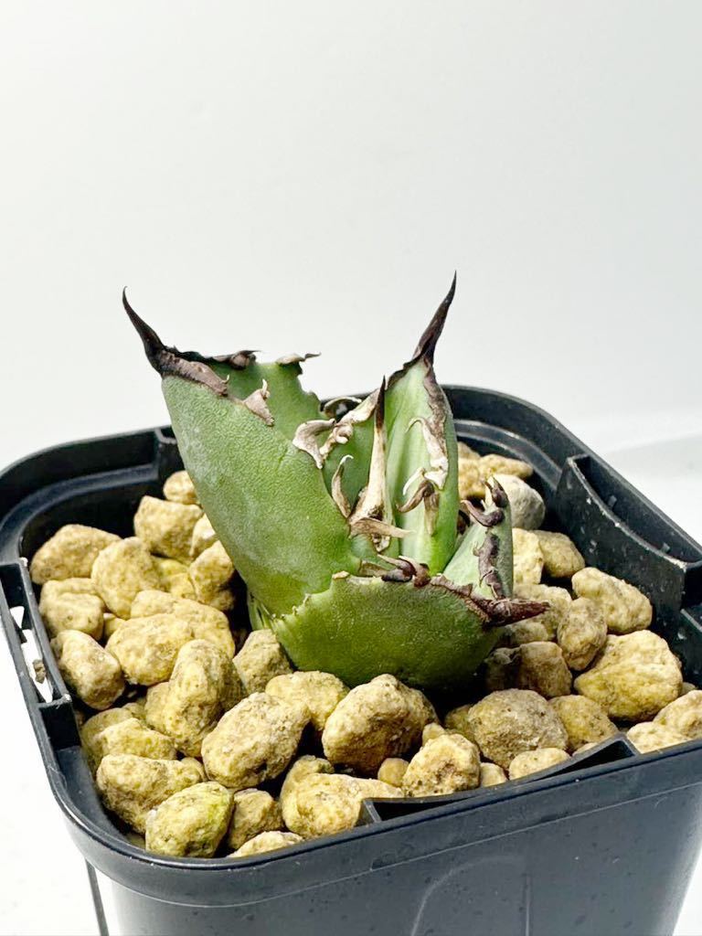 アガベ チタノタ Agave titanota FO-076 EU 太葉太刺輸入株 fat spin compact 発根済 メキシコ原産 抜き苗送料無料 検s.a.dシーザー 白鯨_画像6