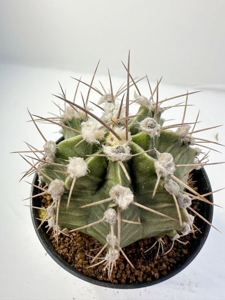 ギムノカリキウム ミハノビッチ錦 緋牡丹錦（Gymnocalycium mihanovichii Variegata） 輸入選別株 抜き苗は込 サボテン 斑入り_画像2