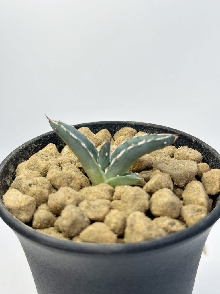 希少 アガベ 笹の雪 ハイブリッド Agave victoriae-reginae sasanoyuki hybrid 抜き苗での発送 eu輸入選別株 サボテン　多肉　レア_画像3