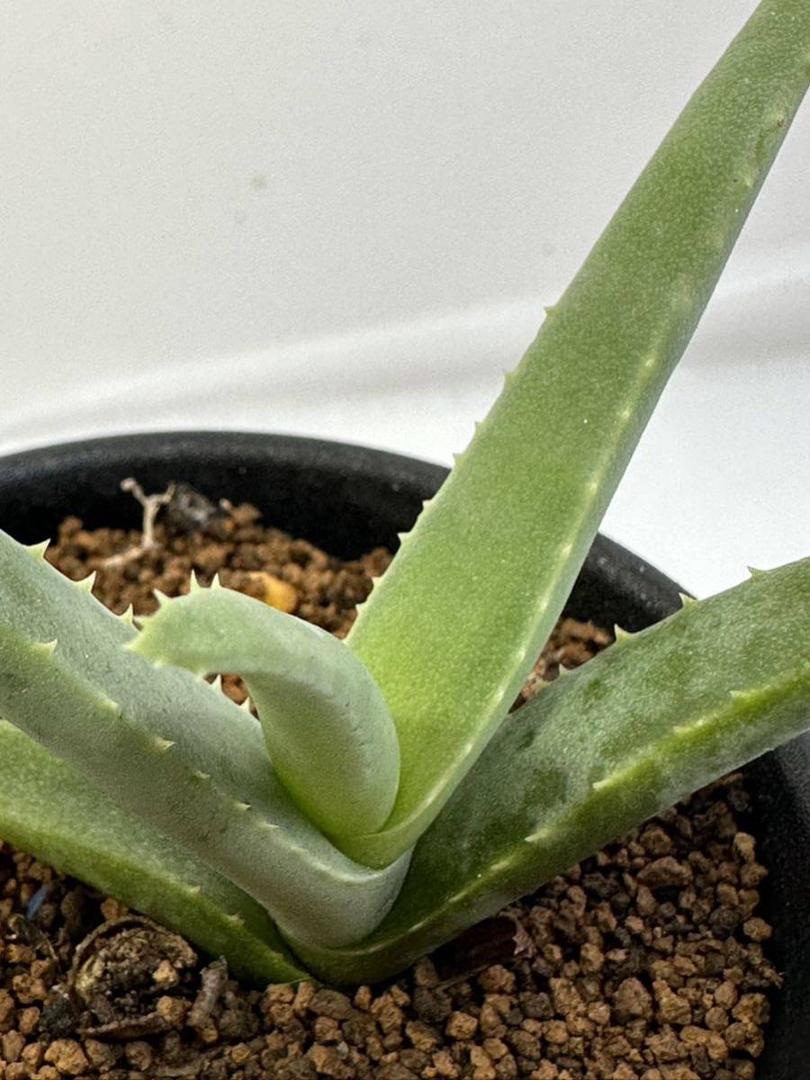 Aloe cremnophila アロエ　クレムノフィラ erigavo somaria ソマリア原産　丸みのある棒状葉 　抜き苗は送料込　多肉植物_画像5