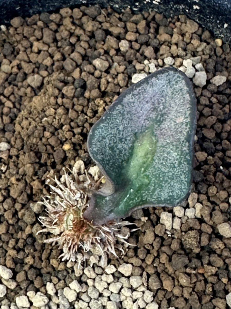 ユーフォルビア モラティー Euphorbia moratii 輸入株挿木 発根 レア 抜き苗は込 マダガスカル稀産種 多肉植物 珍奇植物の画像1