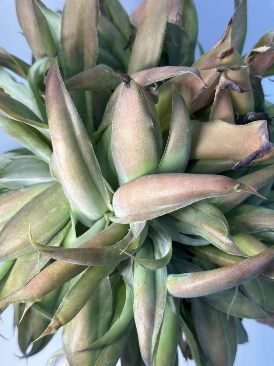 ビルモリニアナ綴化 Agave vilmoriniana f. crist. アガベ コレクター 抜き苗 輸入株 あまり流通しないアガベ　美種　画像1.2は親株_画像2