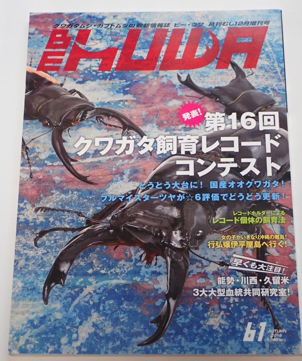 BE KUWA ビークワ No.61■クワガタ飼育レコード｜本土ヒラタ「あかがね」技術レポ／フルストルファーオウゴンオニ飼育／世界のノコギリ飼育_画像1