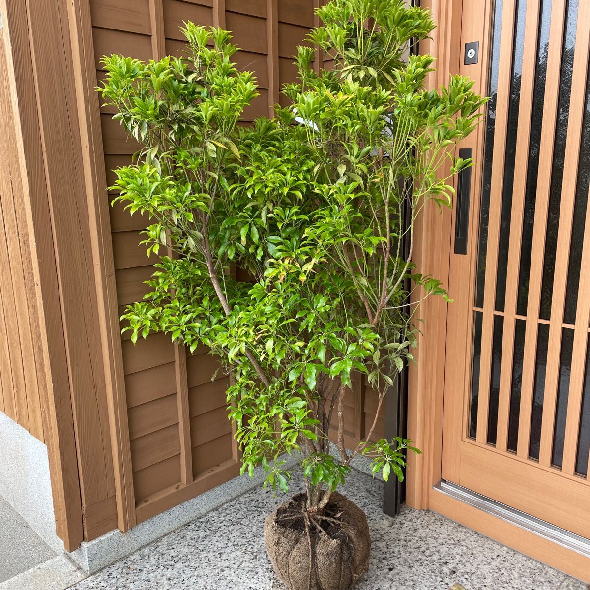 アセビ 馬酔木 白花 大株 根巻き 花芽付き