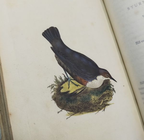 若冲のような英国鳥類図譜!!!★ドノヴァン『英国鳥類誌』第1巻/メタリックな手彩色全24葉/1799年刊再版_画像2