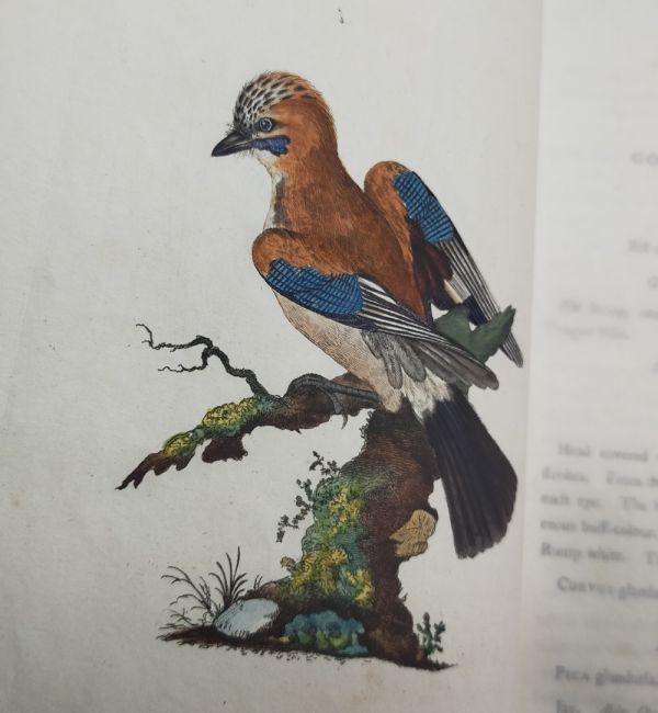若冲のような英国鳥類図譜!!!★ドノヴァン『英国鳥類誌』第1巻/メタリックな手彩色全24葉/1799年刊再版_画像7