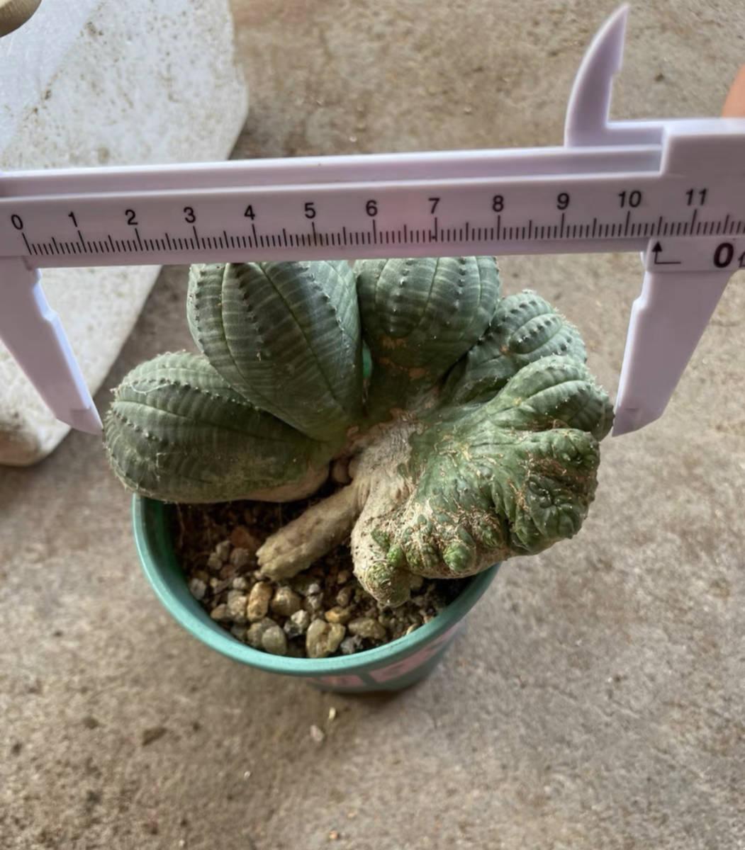 花、園芸NO.2サボテン ユーフォルビア オベサ Euphorbia obesa 綴化