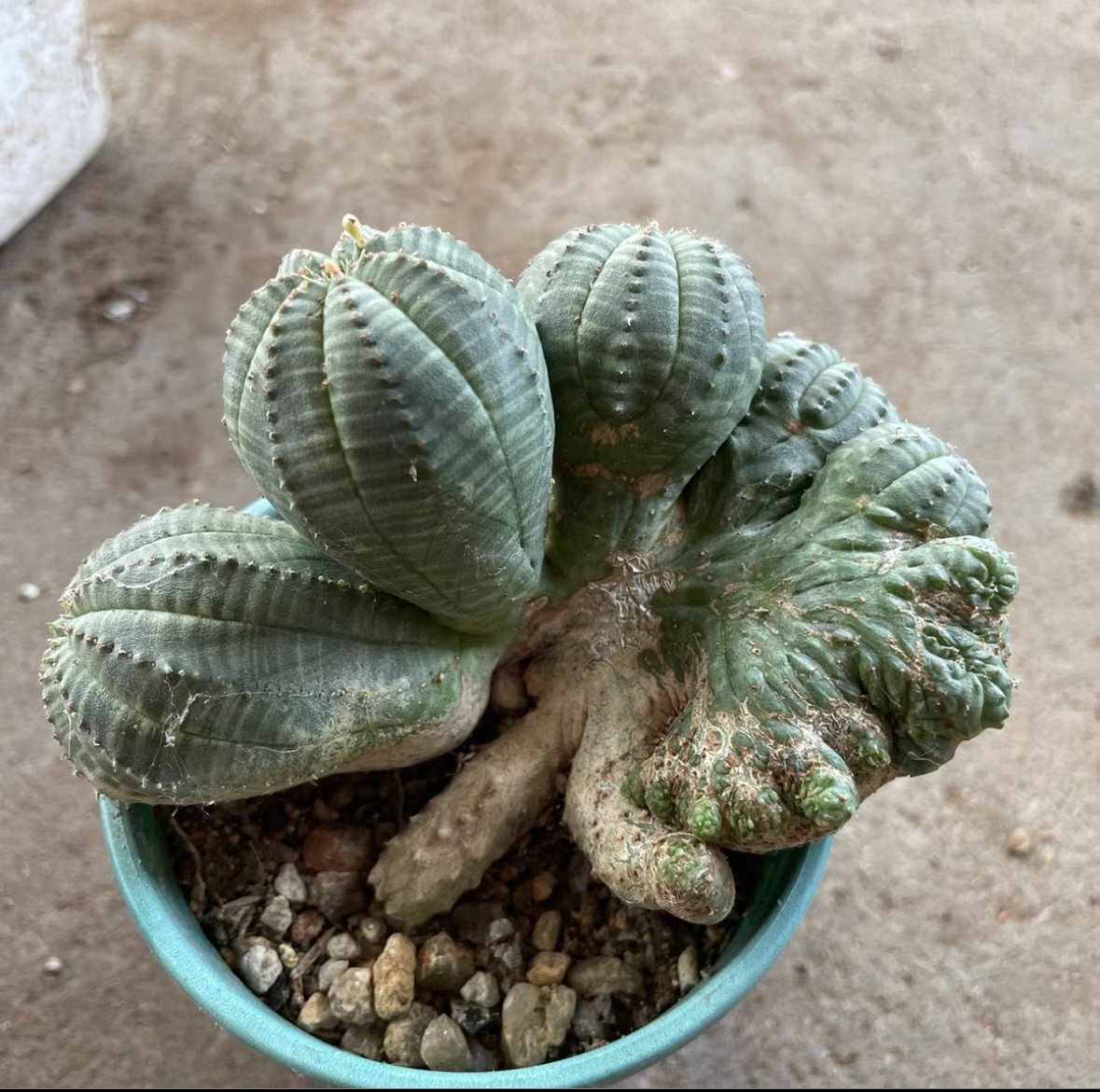 NO. 4サボテン ユーフォルビア オベサ Euphorbia obesa 綴化 ( 検索
