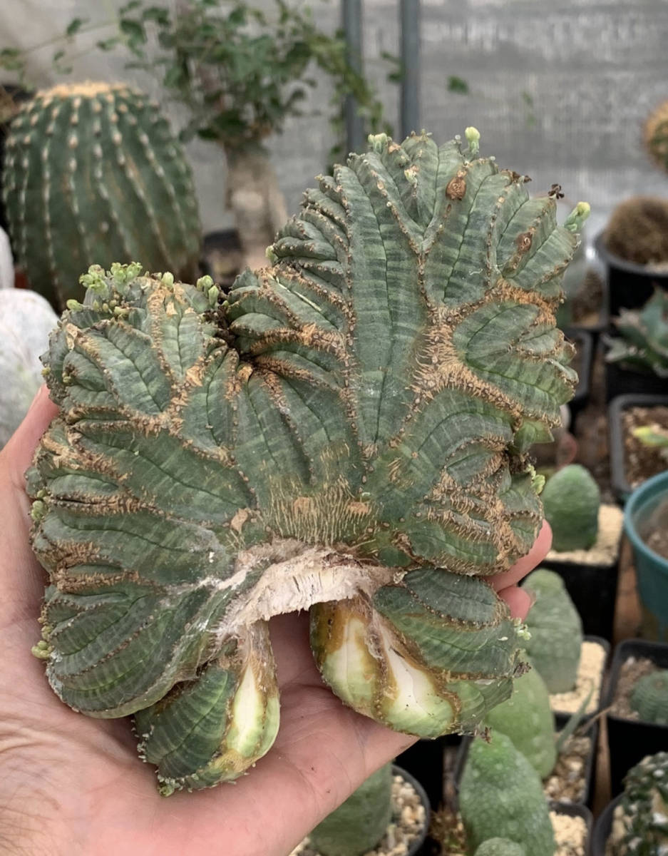 花、園芸NO.2サボテン ユーフォルビア オベサ Euphorbia obesa 綴化