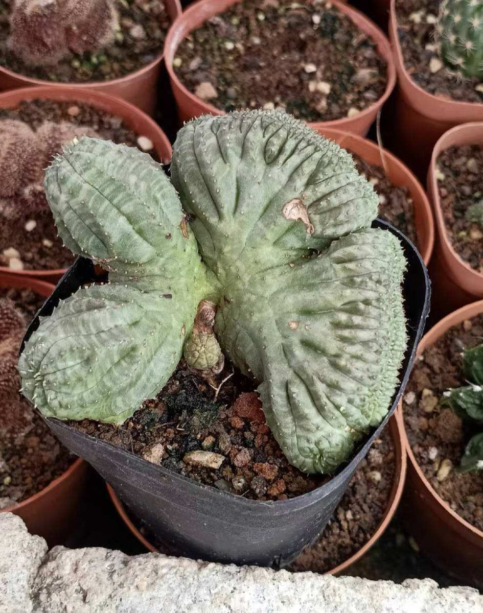 NO.8 サボテン ユーフォルビア オベサ Euphorbia obesa ( 検索 塊根