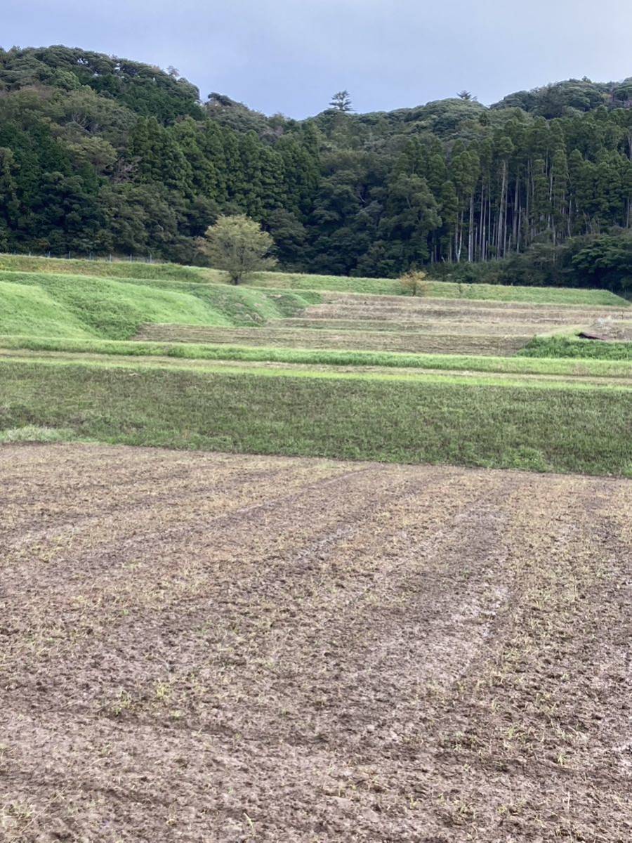 富有柿 柿　かき　まもなく終了　ゆうパック80サイズ程度_画像6