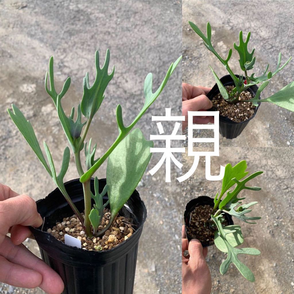 01 Othonna cakilefolia JAA 2555 オトンナ カキレフォリア 実生（多肉植物 観葉植物塊根植物 コーデックス ）_画像8