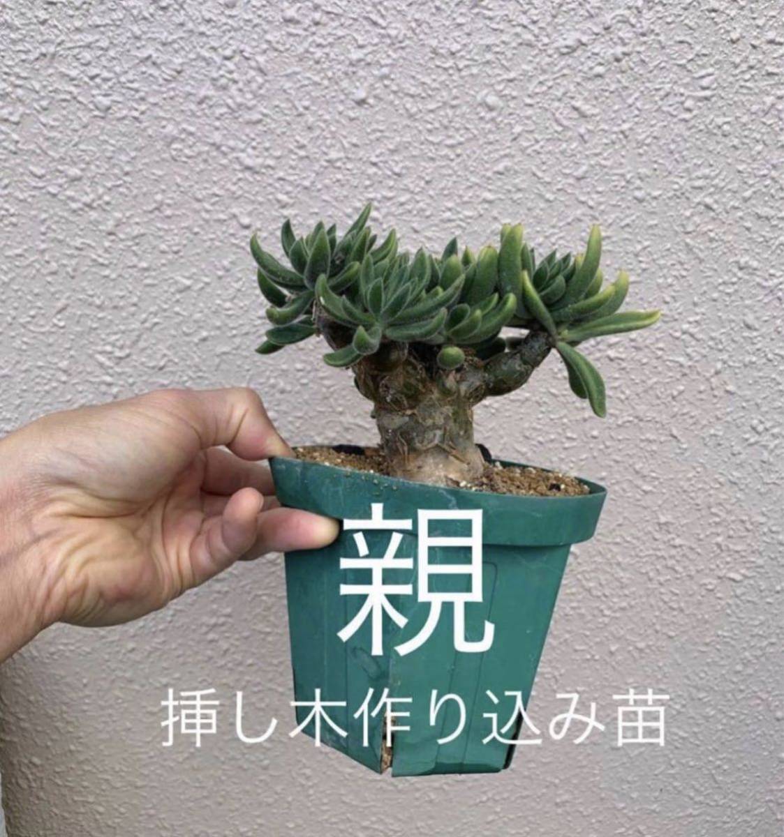 Tylecodon leucothrix 挿し木 チレコドン レウコスリクス 挿し木もよく太ります（多肉植物 観葉植物 塊根植物 コーデックス ）_画像10