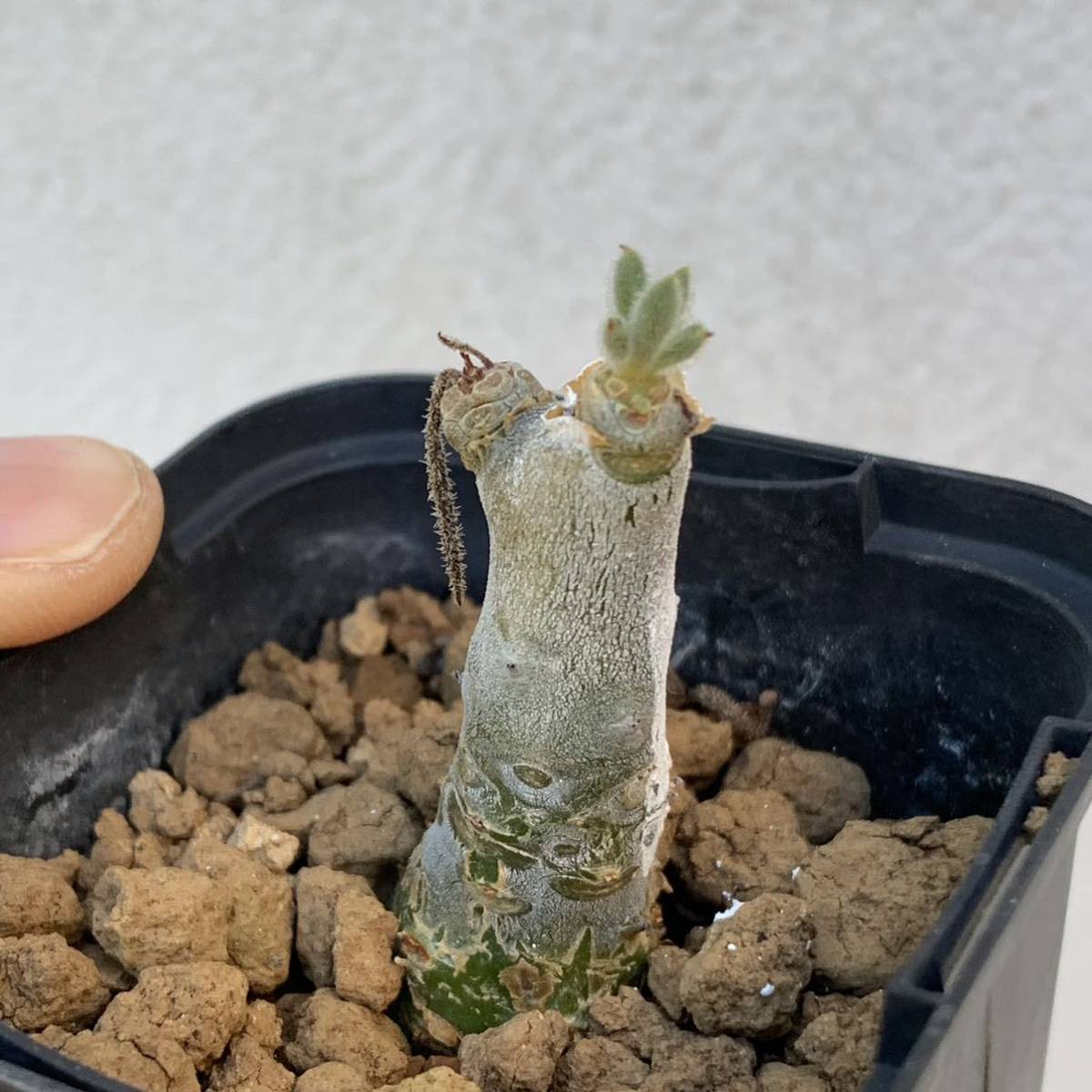 Tylecodon leucothrix 挿し木 チレコドン レウコスリクス 挿し木もよく太ります（多肉植物 観葉植物 塊根植物 コーデックス ）_画像5