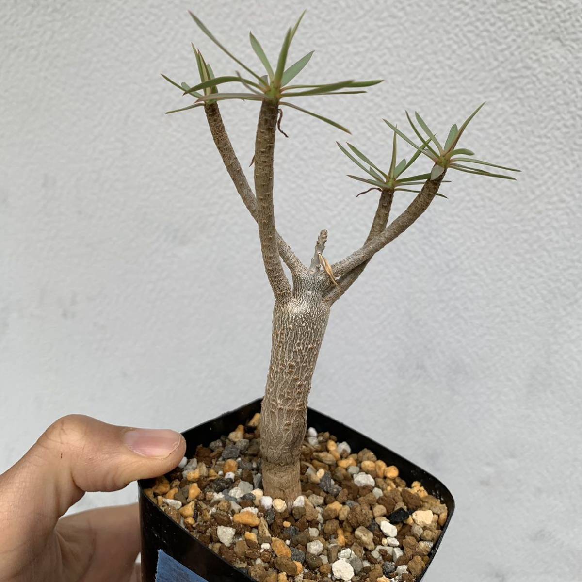 01 euphorbia balsamifera ユーフォルビア バルサミフェラ 国内実生（多肉植物 観葉植物 塊根植物 コーデックス ）_画像1