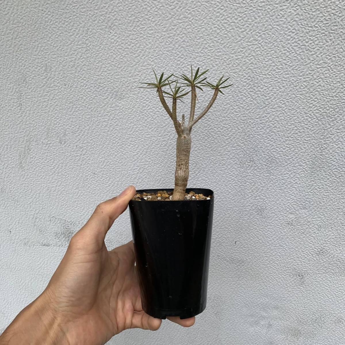 01 euphorbia balsamifera ユーフォルビア バルサミフェラ 国内実生（多肉植物 観葉植物 塊根植物 コーデックス ）_画像9