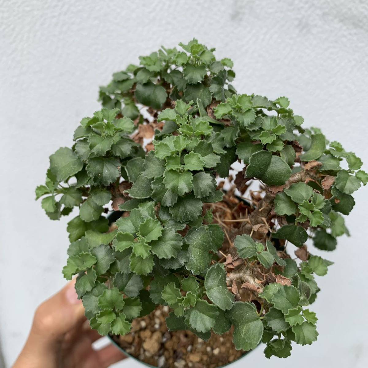 02 Pelargonium xerophyton ペラルゴニウム ゼロフィトン 国内実生（多肉植物 観葉植物 塊根植物 コーデックス ）_画像6