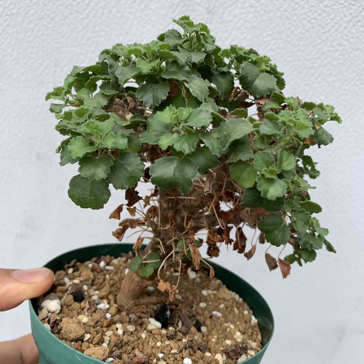 02 Pelargonium xerophyton ペラルゴニウム ゼロフィトン 国内実生（多肉植物 観葉植物 塊根植物 コーデックス ）_画像5