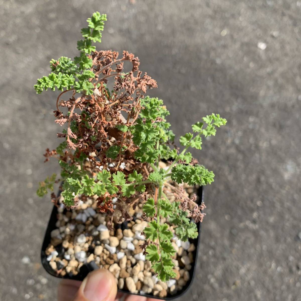 pelargonium alternans ペラルゴニウム アルテルナンス エキゾチカ苗より実生（多肉植物 観葉植物 塊根植物 コーデックス ）_画像10