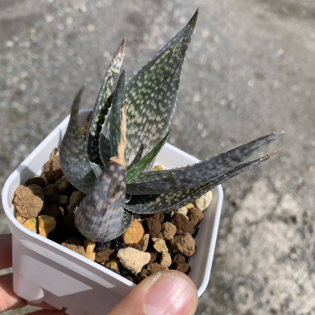 アロエ デルトイデオドンタ細葉 aloe deltoideodont（多肉植物 観葉植物）_画像7