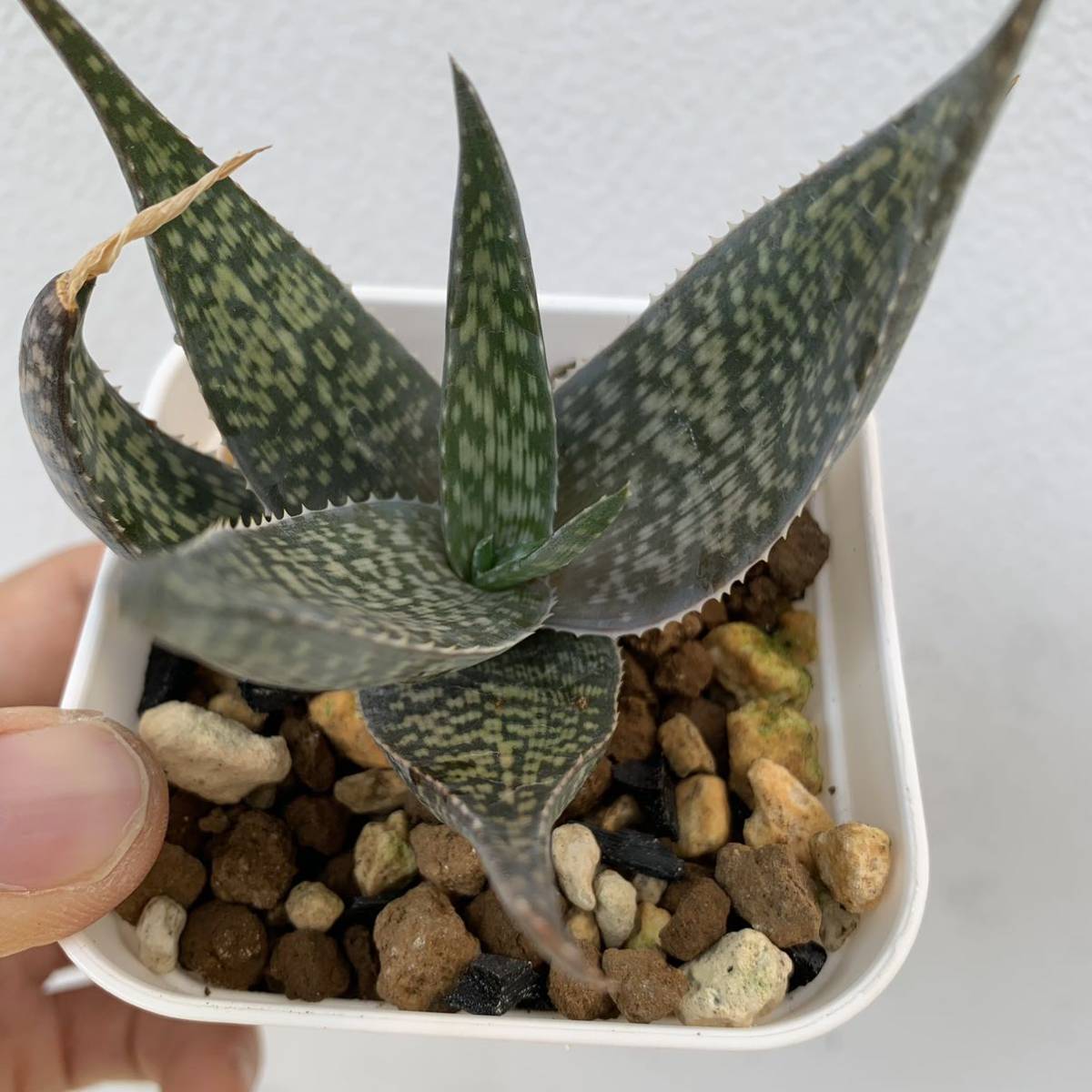 アロエ デルトイデオドンタ細葉 aloe deltoideodont（多肉植物 観葉植物）_画像8