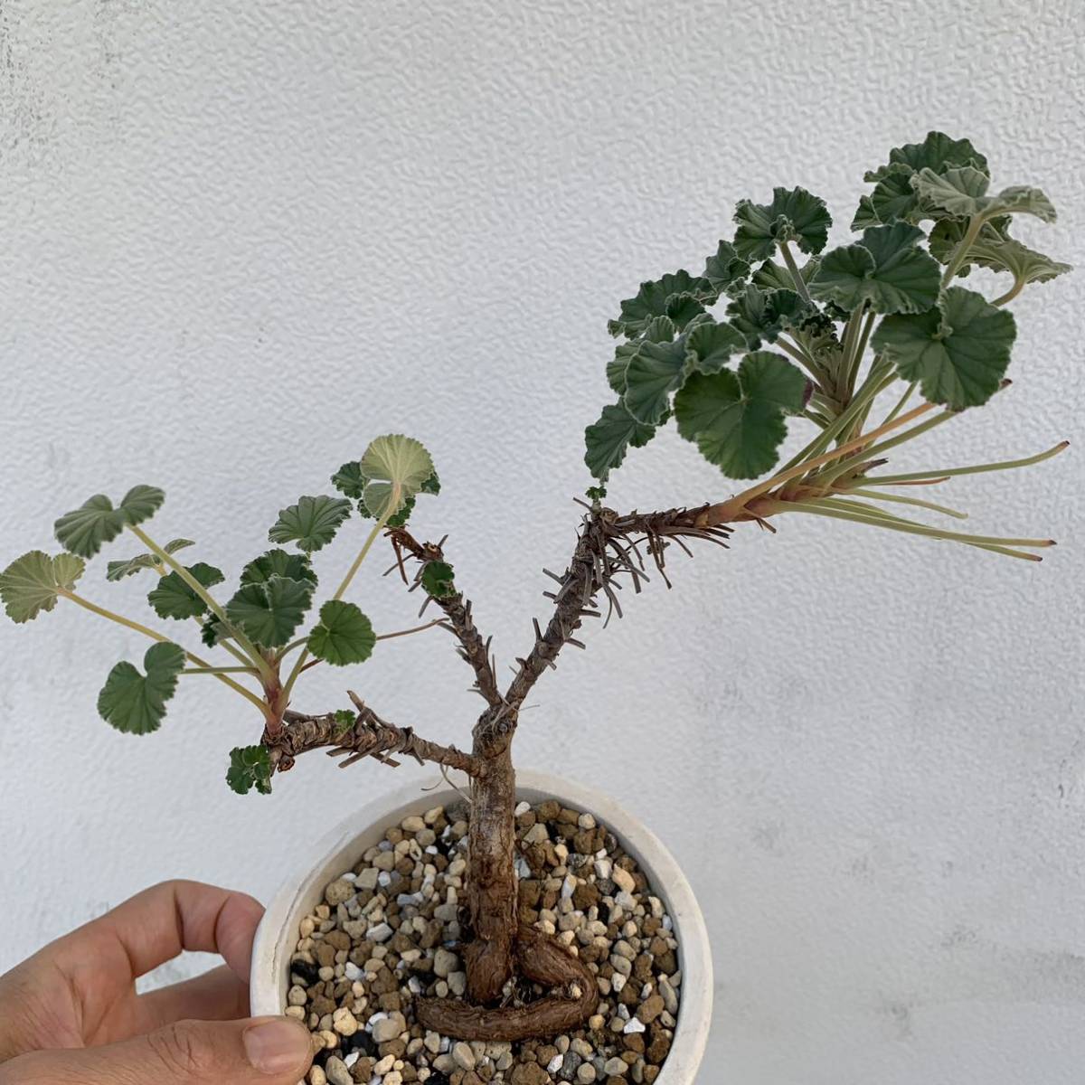 Pelargonium sidoides ペラルゴニウム シドイデス 根挿し 盆栽仕立て（多肉植物 観葉植物 塊根植物 コーデックス ）_画像3