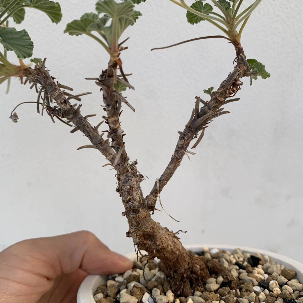 Pelargonium sidoides ペラルゴニウム シドイデス 根挿し 盆栽仕立て（多肉植物 観葉植物 塊根植物 コーデックス ）_画像5