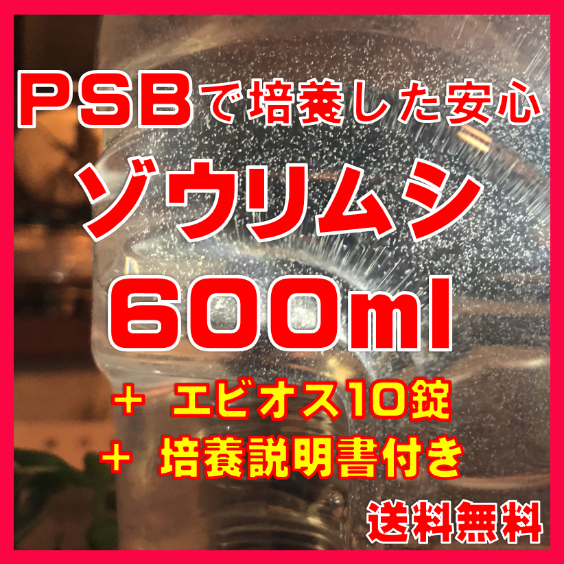 ★送料無料★PSBで培養したゾウリムシ種水600ml＋エビオス10錠＋培養説明書　メダカの針子、稚魚、幼魚、越冬中にも安心。_画像1