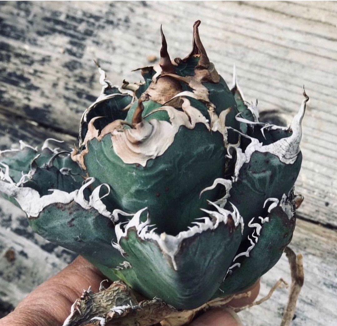Yahoo!オークション - ②Coyote Plants産【シチリア オテロイ Yahoo!オークション - ②Coyote Plants産【シチリア オテロイ