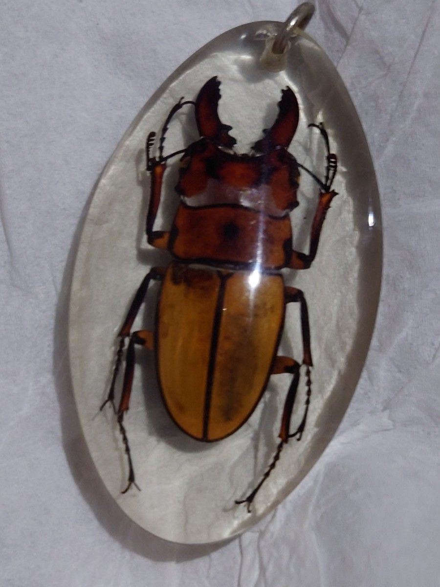 昆虫標本ストラップ（ニジイロクワガタ） - 標本