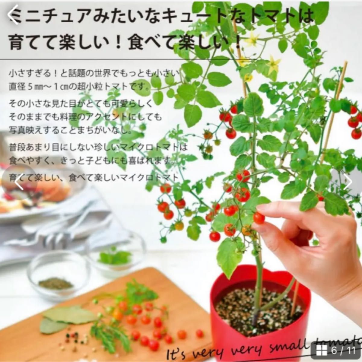 野菜　栽培　キット　ほうれん草　トマト　マイクロトマト　菜園