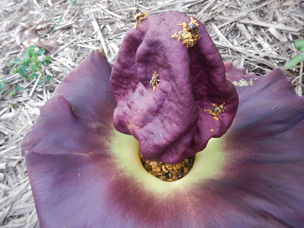 ★ゾウコンニャク★Amorphophallus campanulatus★苗_花