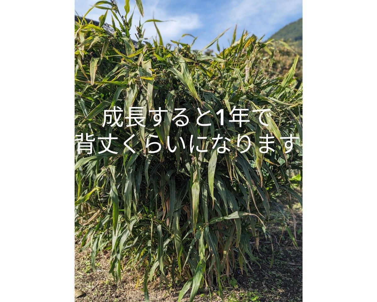 新物【数珠の種】令和5年度 山梨県産★数珠玉　手芸用　お手玉 ブレスレット　数珠の木の栽培用に　スピード発送　100粒　複数有