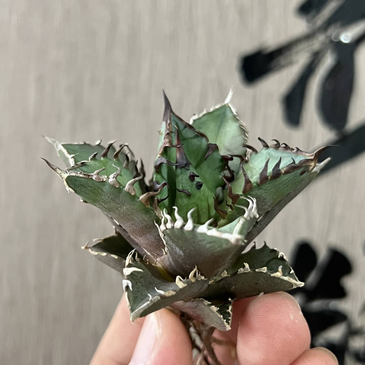 龍園觀】No.214 特選 アガベ 多肉植物 チタノタ レッドキャット