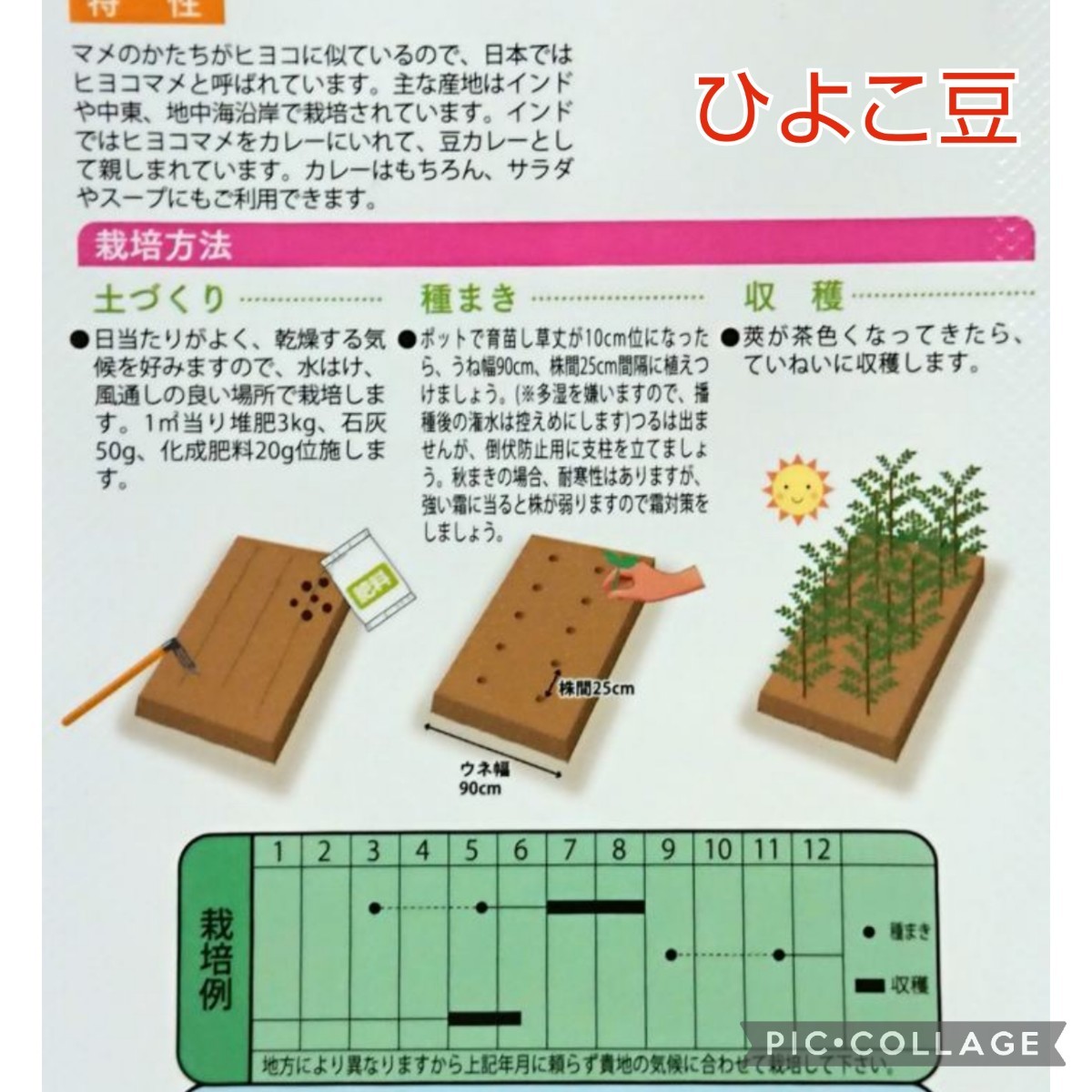 売り尽くしセール【100粒】かわいいひよこ形の豆『ひよこ豆』丈50cm程なのでプランターでも育てられます♪　煮込み料理に人気です♪　_画像4