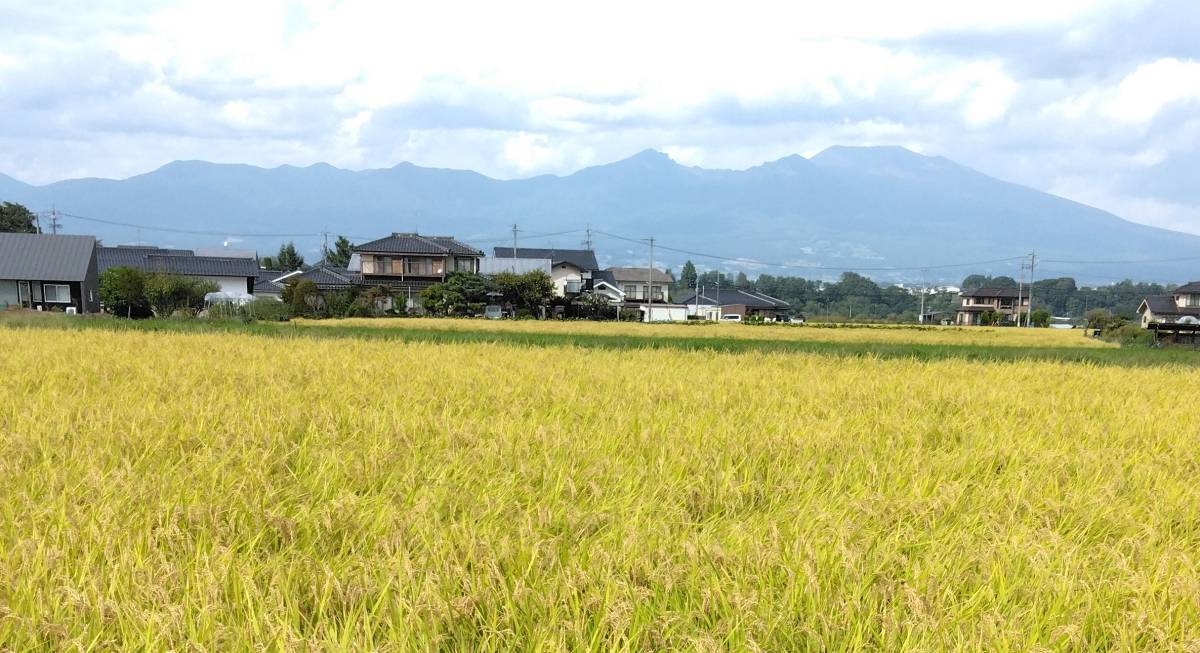 令和5年産 長野県 安心低農薬コシヒカリ(減農薬) 無洗米10Kg袋　新米　特別栽培米_画像8